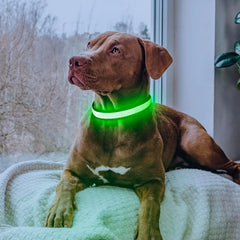 Flashseen LED Dog Collar | USB Rechargeable Light-Up Safety Collar | Adjustable Soft Mesh Design for Small, Medium & Large Dogs (Buy 2, Get 1 Free)